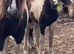 Foals available