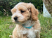 Cavachon x toy poodle