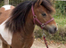 Standard reg Shetland yearling filly