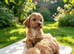 Cockapoo puppies