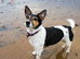 Jack russell puppy for sale