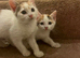Mixed breed kittens