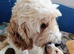 Adorable full DNA tested Cockerpoo puppies