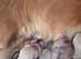 Cream Standard Longhaired Dachshund Puppies