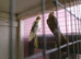 PAIR OF BUDGIE -BLACK CHEEK ZEBRA FINCH - ISABELA FINCH