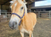 6 year old registered Haflinger mare
