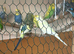Approve breeding pair