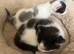 2 kittens(boy and girl)
