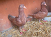 2 red pigeons for sale