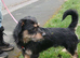 Border Terrier Mix