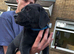 Ready to go. 3 girls Left! Black Labrador Puppies