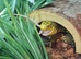 CBB24 Female King Rat Snake