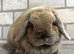 Mini lop Blue Tort Girl