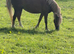 Very well bred chestnut mare