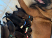 Belgian Malinois Puppies