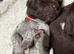 Outstanding KC registered German Shorthaired Pointers