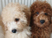 Miniature Poodle.