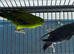 Lineolated parakeets