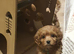 Red Toy Cavapoochon small puppies