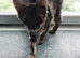 Tabby kitten male