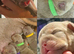 English bulldog puppies
