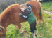 Fully registered Shetland mare