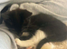 3 lovely kittens for sale