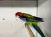 Golden mantled rosella hen