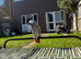 African grey talking parrot