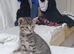 5 cute kittens