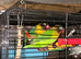 Bonded pair of lovebirds