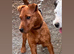 Lakeland terrier pups