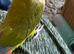 3 green cheek conures babies ready to go