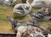 Duckling of different ages available
