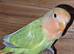 Love bird
