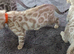 Beautiful bengal kittens