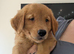 Beautiful KC registered Golden Retriever puppies
