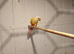Nice pair conures for ssle will swop.on budgies.boarkes.kaks