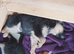 German Shepherd pups for sale