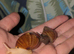 8 for &pound;10 Albino & Standard Giant African Land Snails jadatzi