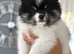 READY NOW PARTI Pomeranians