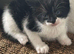 mixed breed Kittens ready now