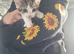 6 beautiful kittens