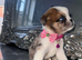 Chow Chow - Pug