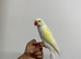 Nice tame yellow gold Ringneck