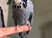 Tame exhibition budgies for sale!