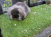 Sable double mane mini lion lop baby rabbits girls