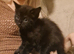 Adorable mixed litter of kittens