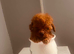 Toy Poodle