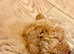 F2 Cockapoo for sale !!!